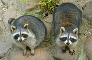 国产小浣熊宠物,萌态可掬的天然萌宠新宠儿